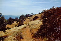 Alameda Striped Racer Habitat