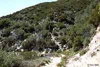 Great Basin Fence Lizard Habitat