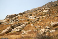 San Diego Banded Gecko Habitat