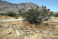 Mohave Shovel-nosed Snake Habitat