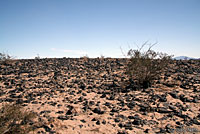 Northern Desert Iguana Habitat