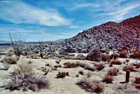 Northern Desert Iguana Habitat