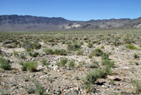 Southern Desert Horned Lizard Habitat