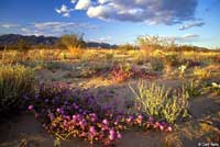 Long-nosed Leopard Lizard Habitat