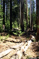 Sierra Alligator Lizard Habitat