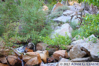 Sierra Alligator Lizard Habitat