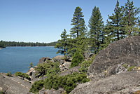 Sierra Alligator Lizard Habitat