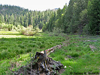 Shasta Alligator Lizard Habitat