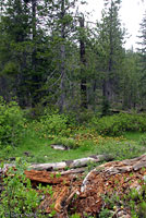 Shasta Alligator Lizard Habitat