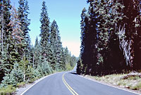 Shasta Alligator Lizard Habitat