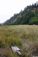 Shasta Alligator Lizard Habitat