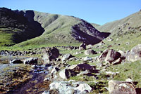 Variegated Skink Habitat