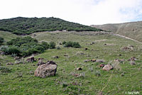 Variegated Skink Habitat