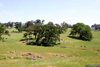 Northern Brown Skink Habitat