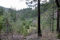 Oregon Alligator Lizard Habitat