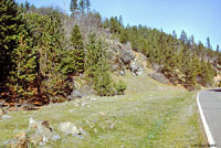 Oregon Alligator Lizard Habitat