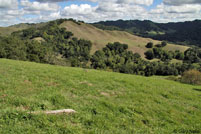 California Alligator Lizard Habitat