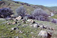 Coast Range Fence Lizard Habitat