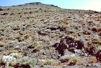 Panamint Alligator Lizard Habitat