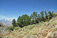 Great Basin Gopher Snake Habitat