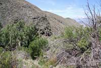 Panamint Alligator Lizard Habitat