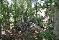 Panamint Alligator Lizard Habitat