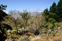 Great Basin Fence Lizard Habitat