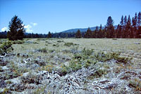 Pygmy Short-horned Lizard Habitat