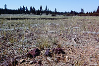 Pygmy Short-horned Lizard Habitat