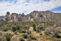 Banded Gila Monster Habitat