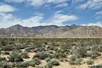 Banded Gila Monster Habitat