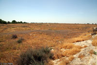 Blunt-nosed Leopard Lizard Habitat