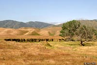 Blunt-nosed Leopard Lizard Habitat