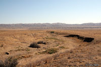 Coast Horned Lizard Habitat