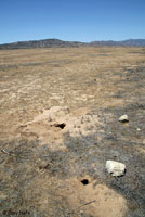 Blunt-nosed Leopard Lizard Habitat