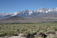 Long-nosed Leopard Lizard Habitat