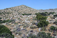 Common Chuckwalla Habitat