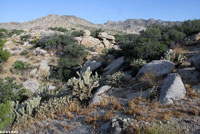 Granite Spiny Lizard Habitat