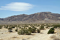 Desert Patch-nosed Snake Habitat