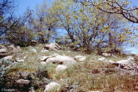 Skilton's Skink Habitat