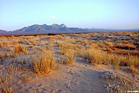 Mohave Fringe-toed Lizard Habitat