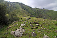 Gilbert's Skink Habitat