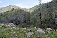 Gilbert's Skink Habitat