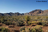 Great Basin Fence Lizard Habitat