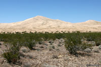 Mohave Fringe-toed Lizard Habitat