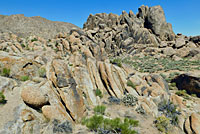 Western Side-blotched Lizard Habitat