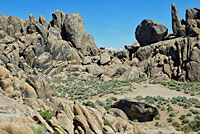 Western Side-blotched Lizard Habitat