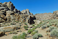 Western Side-blotched Lizard Habitat