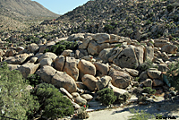 Baja California Brush Lizard Habitat