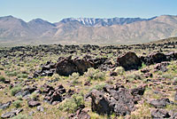 Common Chuckwalla Habitat